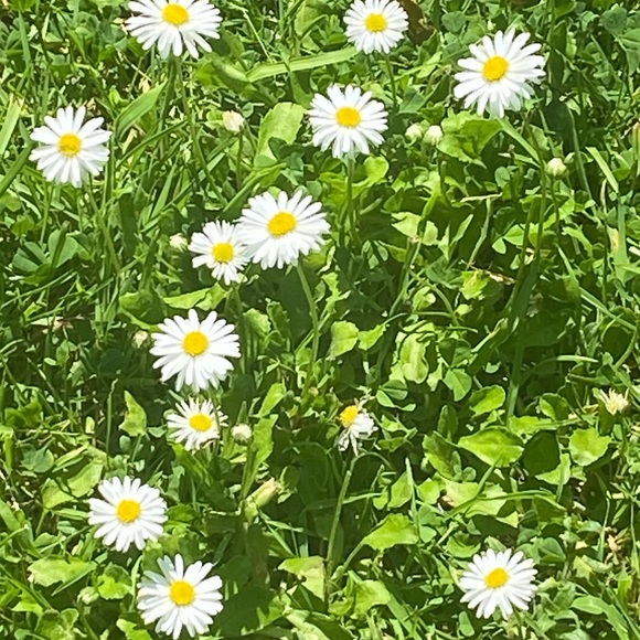 Meet your Posher, Emmita - Picture 1 of 1